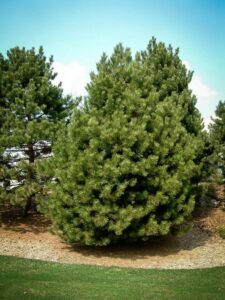 Сосна Чёрная (Pinus Nigra) купить по цене от 270.00р. в интернет-магазине «Посадика» с доставкой почтой в в Шенкурске и по всей России – [изображение №1].