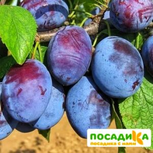 Слива Чачакская ранняя купить по цене от 229.00р. в интернет-магазине «Посадика» с доставкой почтой в в Шенкурске и по всей России – [изображение №1].