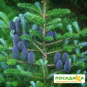 Пихта корейская (Abies koreana) купить по цене от 450.00р. в интернет-магазине «Посадика» с доставкой почтой в в Шенкурске и по всей России – [изображение №1].