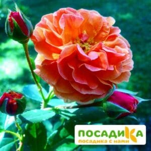 Роза Арабия купить по цене от 350.00р. в интернет-магазине «Посадика» с доставкой почтой в в Шенкурске и по всей России – [изображение №1].