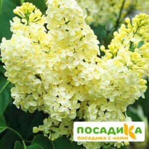 Сирень Примроуз (Primrose) купить по цене от 529.00р. в интернет-магазине «Посадика» с доставкой почтой в в Шенкурске и по всей России – [изображение №1].