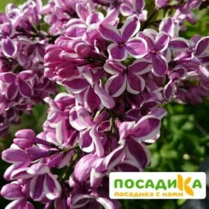 Сирень Сенсация купить по цене от 529.00р. в интернет-магазине «Посадика» с доставкой почтой в в Шенкурске и по всей России – [изображение №1].