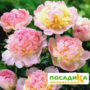 Пион Распберри Сандей (Paeonia Raspberry Sundae) купить по цене от 959р. в интернет-магазине «Посадика» с доставкой почтой в в Шенкурске и по всей России – [изображение №1].