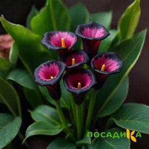 Калла Аура Лейс купить по цене от 400р. в интернет-магазине «Посадика» с доставкой почтой в в Шенкурске и по всей России – [изображение №1].