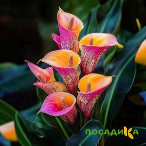 Калла Оникс купить по цене от 450р. в интернет-магазине «Посадика» с доставкой почтой в в Шенкурске и по всей России – [изображение №1].