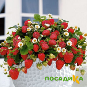 Клубника Рубиновый Шепот (горшечная) купить по цене от 240р. в интернет-магазине «Посадика» с доставкой почтой в в Шенкурске и по всей России – [изображение №1].