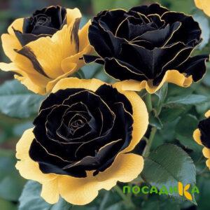 Роза Ханни Сикл купить по цене от 700р. в интернет-магазине «Посадика» с доставкой почтой в в Шенкурске и по всей России – [изображение №1].