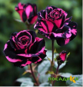 Роза Багровый Шепот купить по цене от 366р. в интернет-магазине «Посадика» с доставкой почтой в в Шенкурске и по всей России – [изображение №1].
