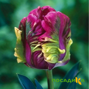 Тюльпан Экзотик Хэвен купить по цене от 186р. в интернет-магазине «Посадика» с доставкой почтой в в Шенкурске и по всей России – [изображение №1].