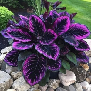 Хоста Люминоза купить по цене от 450р. в интернет-магазине «Посадика» с доставкой почтой в в Шенкурске и по всей России – [изображение №1].