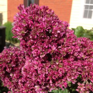 Флокс Филингс купить по цене от 329р. в интернет-магазине «Посадика» с доставкой почтой в в Шенкурске и по всей России – [изображение №1].