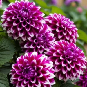 Георгин Кристал Корт купить по цене от 602р. в интернет-магазине «Посадика» с доставкой почтой в в Шенкурске и по всей России – [изображение №1].