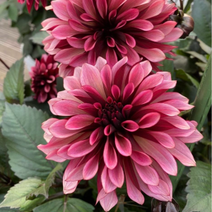 Георгин Перли Сансет купить по цене от 309р. в интернет-магазине «Посадика» с доставкой почтой в в Шенкурске и по всей России – [изображение №1].