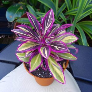 Хоста Сильвер Стик купить по цене от 650р. в интернет-магазине «Посадика» с доставкой почтой в в Шенкурске и по всей России – [изображение №1].