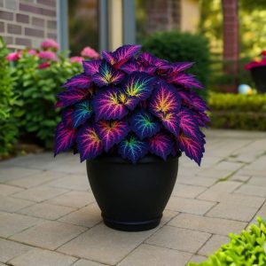 Хоста Фрости Блю купить по цене от 389р. в интернет-магазине «Посадика» с доставкой почтой в в Шенкурске и по всей России – [изображение №1].