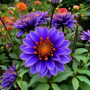 Георгин Лазурит купить по цене от 799р. в интернет-магазине «Посадика» с доставкой почтой в в Шенкурске и по всей России – [изображение №1].