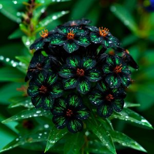 Флокс Ривьера купить по цене от 299р. в интернет-магазине «Посадика» с доставкой почтой в в Шенкурске и по всей России – [изображение №1].