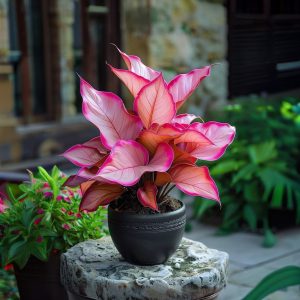 Хоста Розовая Симфония купить по цене от 800р. в интернет-магазине «Посадика» с доставкой почтой в в Шенкурске и по всей России – [изображение №1].