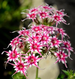 Флокс Метельчатый Путь купить по цене от 456р. в интернет-магазине «Посадика» с доставкой почтой в в Шенкурске и по всей России – [изображение №1].