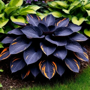 Хоста Умбра купить по цене от 349р. в интернет-магазине «Посадика» с доставкой почтой в в Шенкурске и по всей России – [изображение №1].