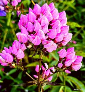 Флокс Бутоник купить по цене от 461р. в интернет-магазине «Посадика» с доставкой почтой в в Шенкурске и по всей России – [изображение №1].