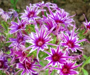 Флокс Звездное Кружево купить по цене от 361р. в интернет-магазине «Посадика» с доставкой почтой в в Шенкурске и по всей России – [изображение №1].