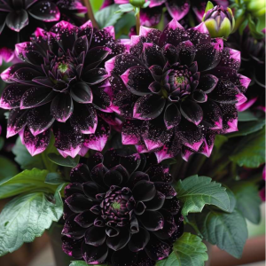 Георгин Лаванда Лейс купить по цене от 679р. в интернет-магазине «Посадика» с доставкой почтой в в Шенкурске и по всей России – [изображение №1].