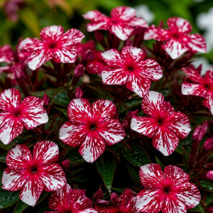 Флокс Ливер Гриммер купить по цене от 590р. в интернет-магазине «Посадика» с доставкой почтой в в Шенкурске и по всей России – [изображение №1].