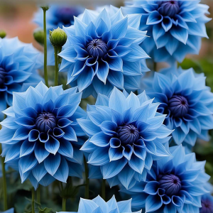 Георгин Вижапе купить по цене от 699р. в интернет-магазине «Посадика» с доставкой почтой в в Шенкурске и по всей России – [изображение №1].