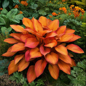 Хоста Солнечный Нектар купить по цене от 605р. в интернет-магазине «Посадика» с доставкой почтой в в Шенкурске и по всей России – [изображение №1].