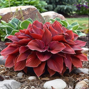 Хоста Малыш Шедевр купить по цене от 421р. в интернет-магазине «Посадика» с доставкой почтой в в Шенкурске и по всей России – [изображение №1].