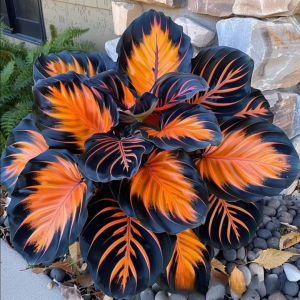 Хоста Сикрет Форест купить по цене от 601р. в интернет-магазине «Посадика» с доставкой почтой в в Шенкурске и по всей России – [изображение №1].